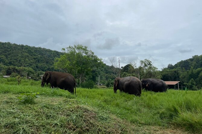 Half-Day Elephant Rescue Center Experience in Chiang Mai - Logistics and Requirements