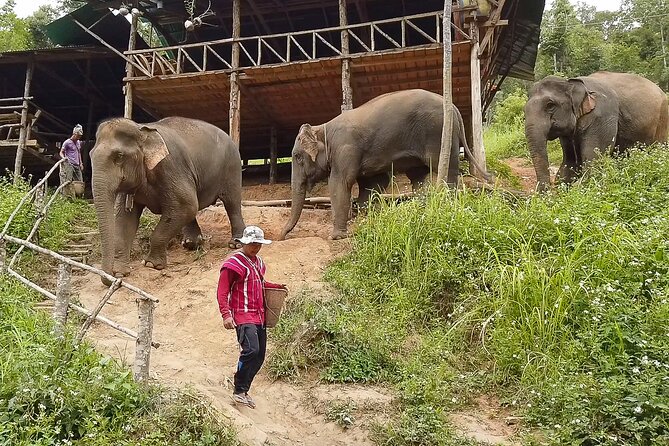 Half Day: Elephant Village Sanctuary - Admission and Requirements