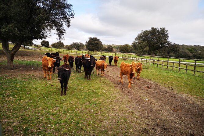 Half-Day Guided Tour to a Bull Farm in Madrid - Customer Reviews