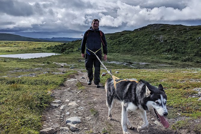 Half Day Guided Walk With Huskies - Traveler Suitability Criteria