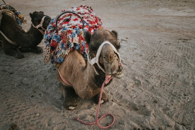 Half Day in Agafay Desert With Camel Ride, Quad Biking and Dinner Nomad Tent - Customer Reviews