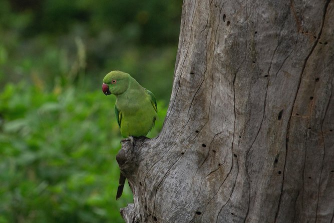 Half Day Jeep Safari In Yala National Park - Additional Details