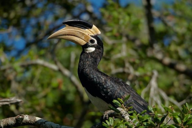 Half-Day Kumana National Park Private Safari With Pickup - Experienced Safari Driver