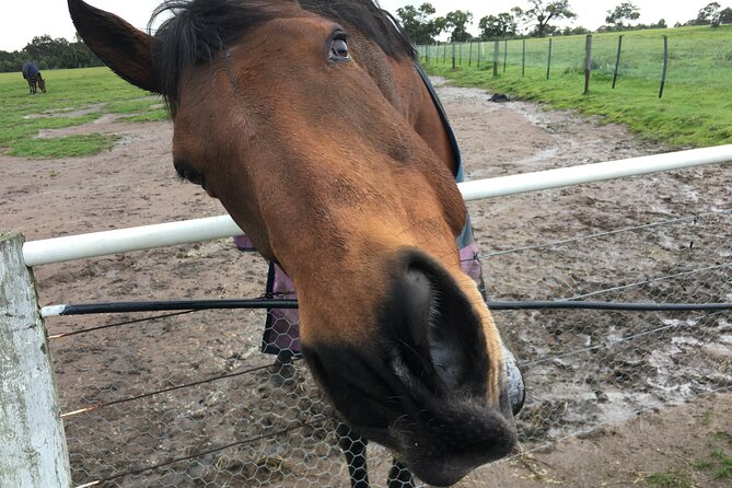 Half-Day Melbourne Racehorse Encounter - Inclusions