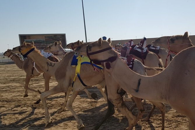 Half-Day Private Guided Camel Race Tour in Qatar - Customer Reviews and Ratings