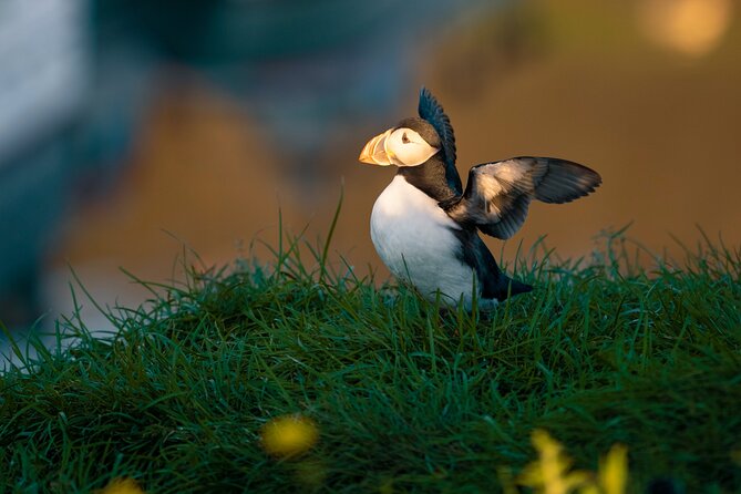 Half-day Private Puffin and Elves Tour in Borgarfjordur Eystri - Pickup Points
