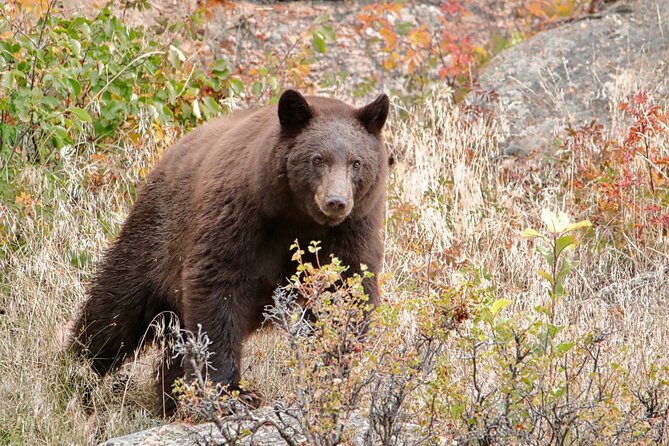 Half-Day Rocky Mountain National Park "Mountains to Sky Tour" - RMNPhotographer - Tour Highlights