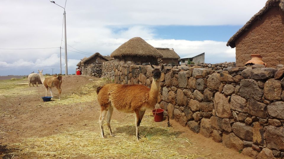 Half-Day Sillustani Inca Cemetery Tour - Experience Highlights