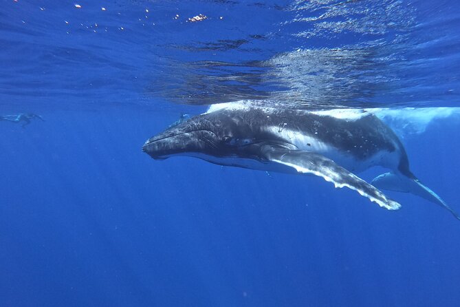 Half-Day Small-Group Swim With Humpback Whales Tour, Moorea  - Papeete - Meeting Point Details