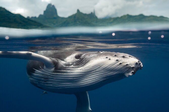 Half Day Small Group Whale Watching - Reviews and Feedback