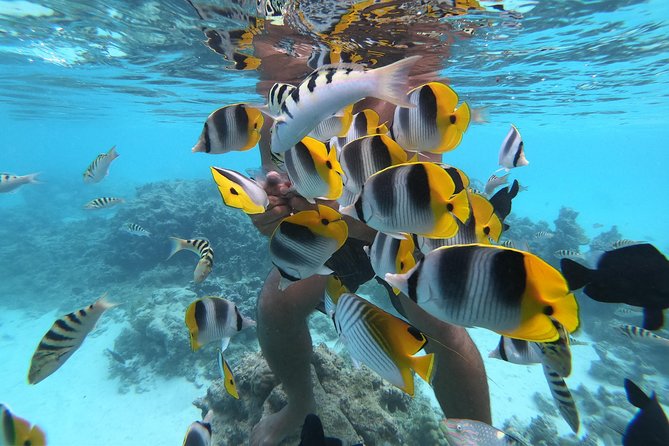 Half Day Snorkeling in Moorea - Participant Requirements and Restrictions