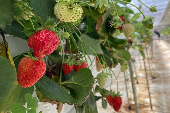 Half Day Strawberry Tour in Eobi and Nami - Guided Tour Itinerary