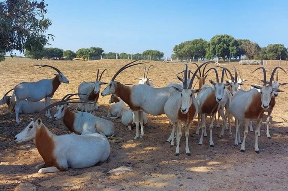 Half-Day Tour Wildlife National Park Including Lunch - Booking Details