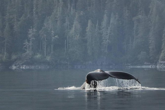 Half-Day Whale Watching Adventure From Telegraph Cove - Inclusions