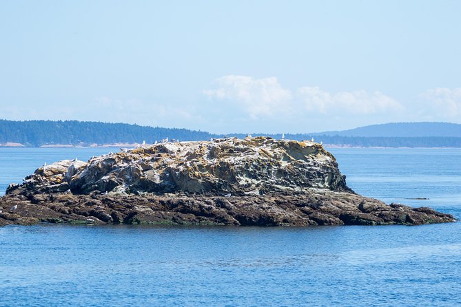 Half-Day Whale Watching Adventure From Victoria - Crew Performance