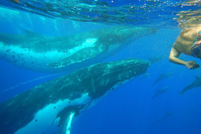 Half-Day Whale Watching and Swimming Tour, Moorea - Pickup Information and Logistics