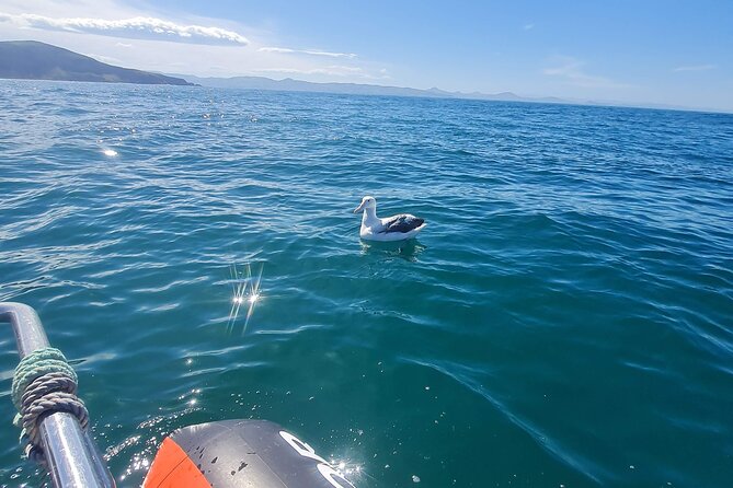 Harbour, Albatross and Wildlife Cruise on Otago Harbour - Albatross Encounter