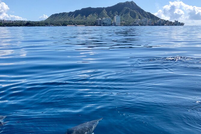 Hawaii: Honolulu Whale-Watching Catamaran Tour  - Oahu - Cancellation Policy