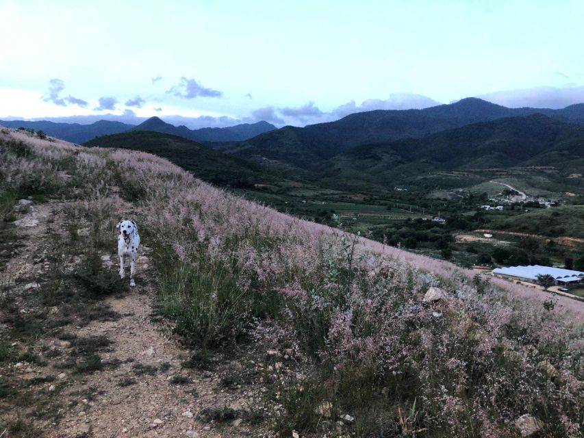 Hidden Hiking Trails With Dogs at the Sierra Norte Monutains - Booking Information