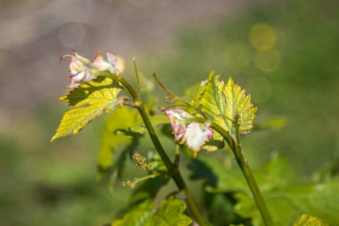 Hidden Spring Vineyard: Guided Tour & Tasting, Heathfield  - Brighton - Tour Highlights