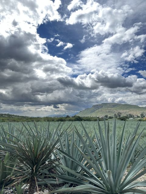 Hierve El Agua, Native Towns and Mezcal Full-Day Tour - Activity Details