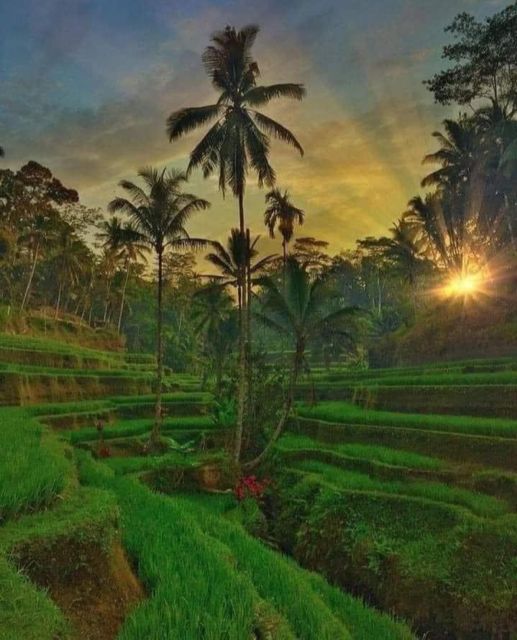 Highlight Ubud Waterfalls and Tegalalang Rice Terrace - Swimming in Tibumana Waterfalls Fresh Waters