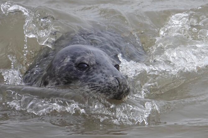Hike to Atlantic Grey Seal Pups – Best Time to Visit - Importance of Timing Your Visit