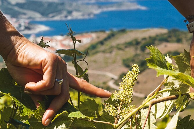 Hiking in the Vineyard in Banyuls-sur-Mer - Cancellation Policy