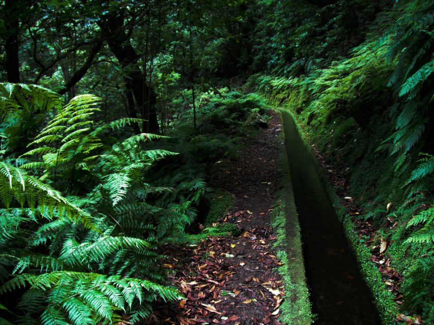Hiking Levadas of Madeira: Levada Do Rei - Booking Details and Options