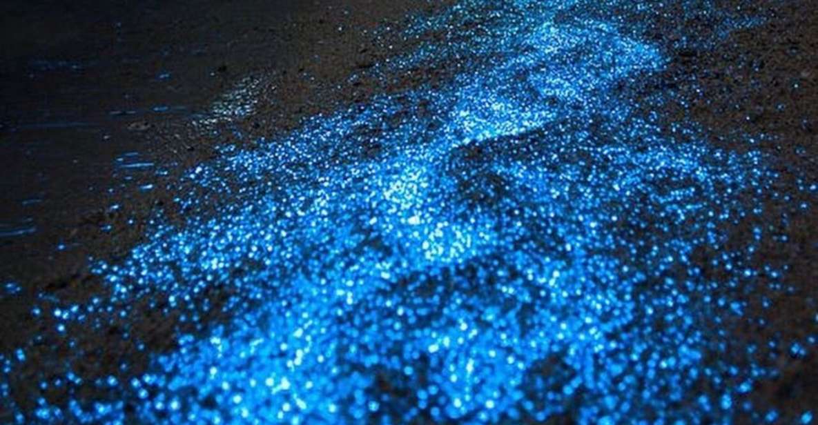 Holbox - Guided Bioluminescence Tour - Experience