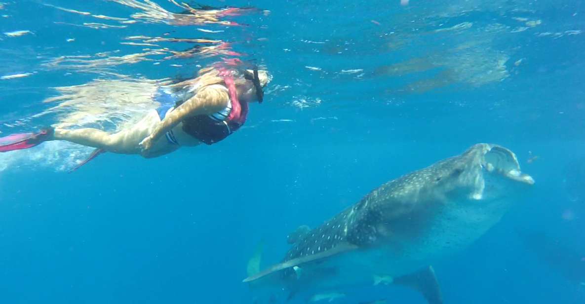 Holbox Island: Whale Shark Tour - Experience Highlights