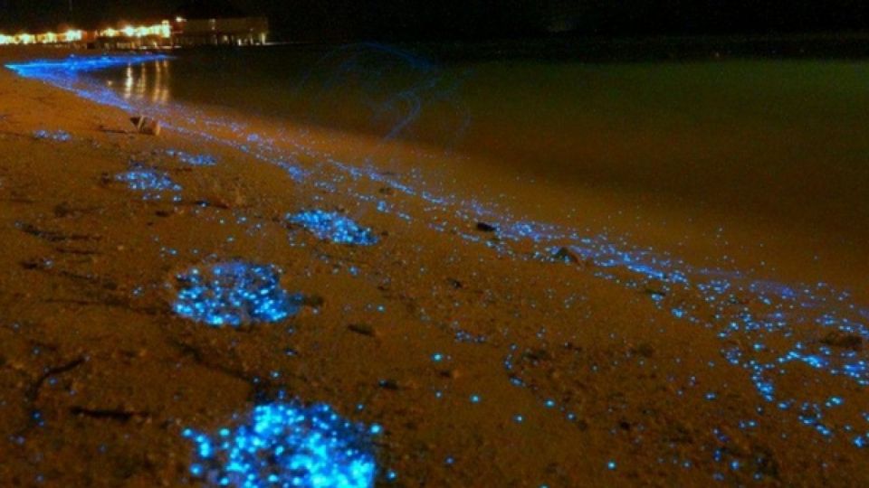 Holbox: Private Bioluminescence Beach Tour by Golf Cart - Detailed Description