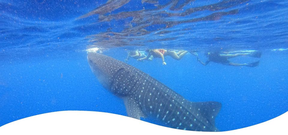 Holbox: Whale Shark Encounter and Marine Adventure - Highlights