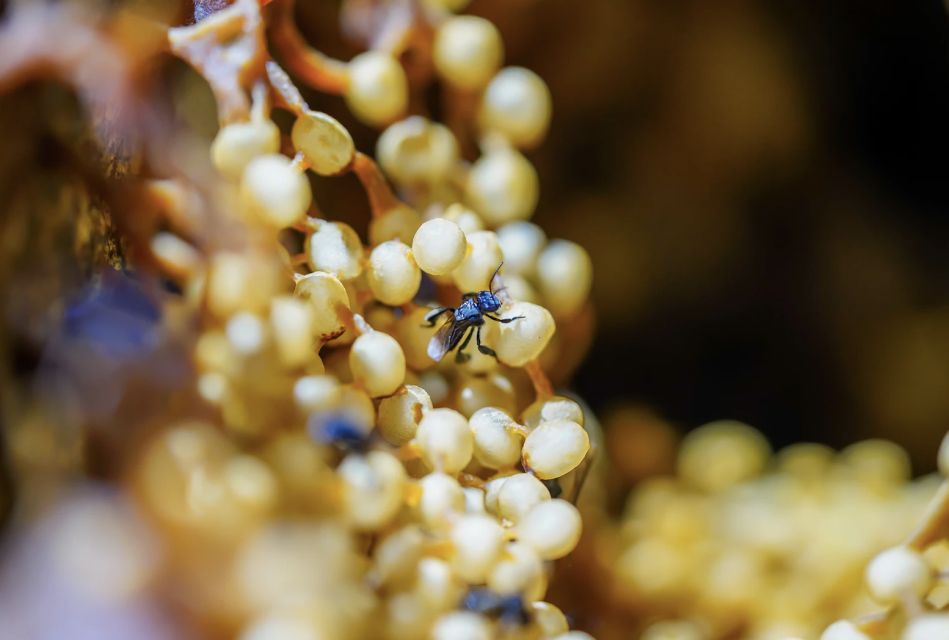 Honey Tasting Stingless Bees From Merida, Yucatan - Experience Highlights