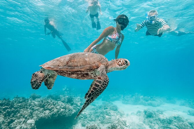 Honolulu Swimming With Turtles Experience in Waikiki  - Oahu - Meeting and Logistics