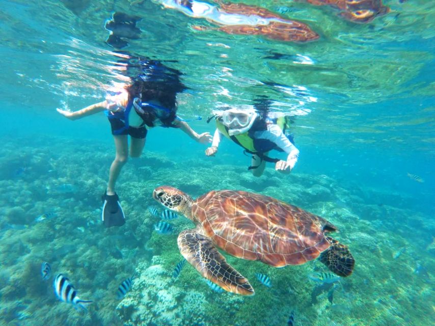 Honolulu: Waikiki Turtle Snorkeling Tour & 30ft Jump - Booking Information