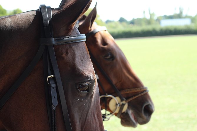 Horse & Polo in Windsor, UK - Cancellation Policy for Horseback Polo