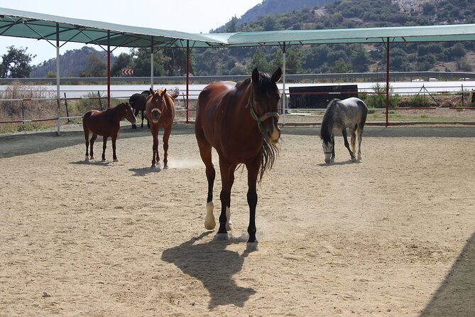 Horse Riding in Kusadasi - Traveler Reviews