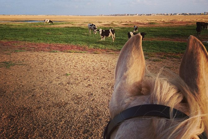 Horse Riding in Sal Island - Cabo Verde - Customer Reviews & Feedback