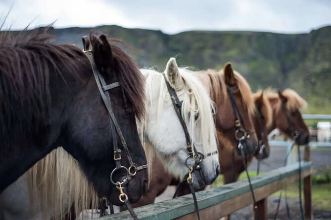 Horse Riding Tour in the Icelandic Countryside-All Riding Levels - What to Expect