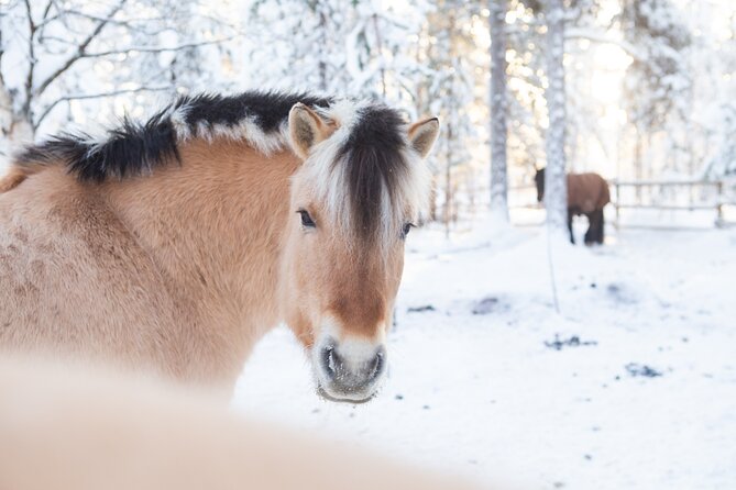 Horse Sleigh Ride in the Arctic, Apukka Resort Rovaniemi - Details of Meeting Point