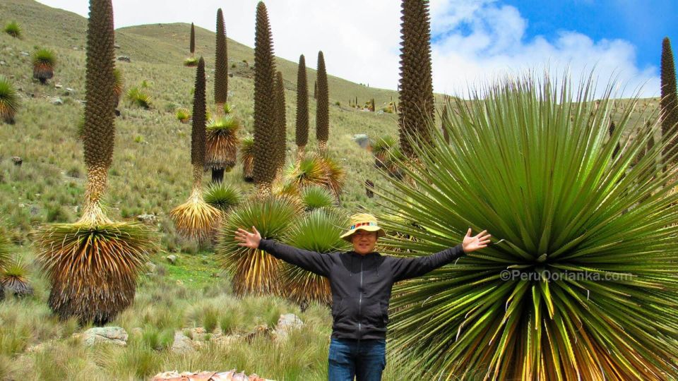 Huaraz: Nevado Pastoruri Puyas Raymondi Forest - Experience Highlights in Huaraz