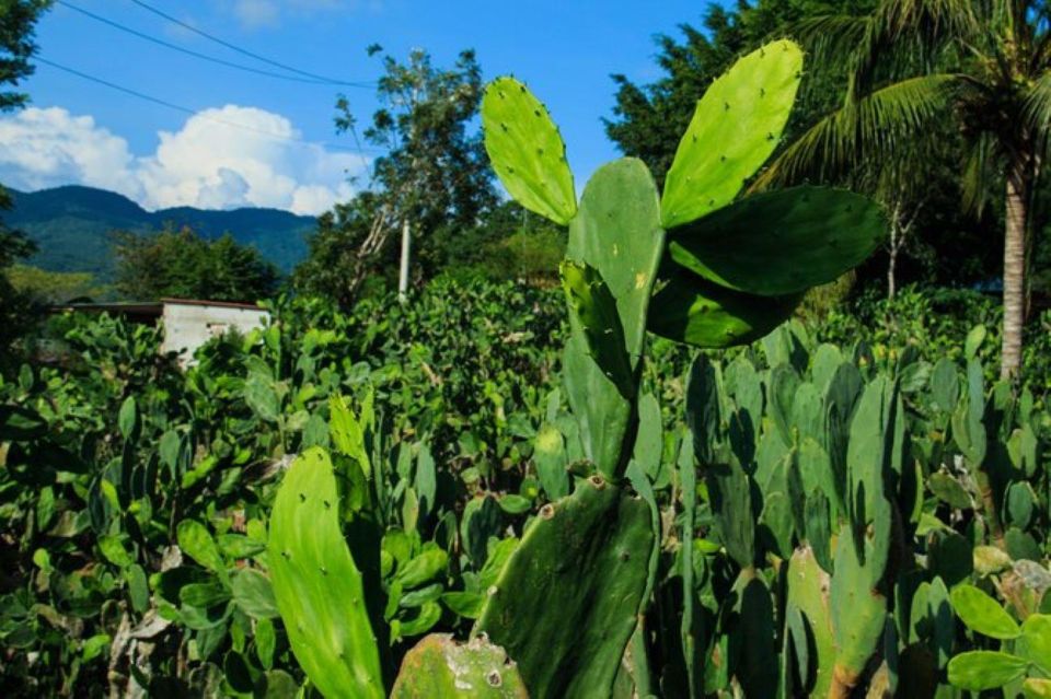 Huatulco: Authentic Rural Mexican Experience Adventure - Explore Medicinal Plants and Nopal