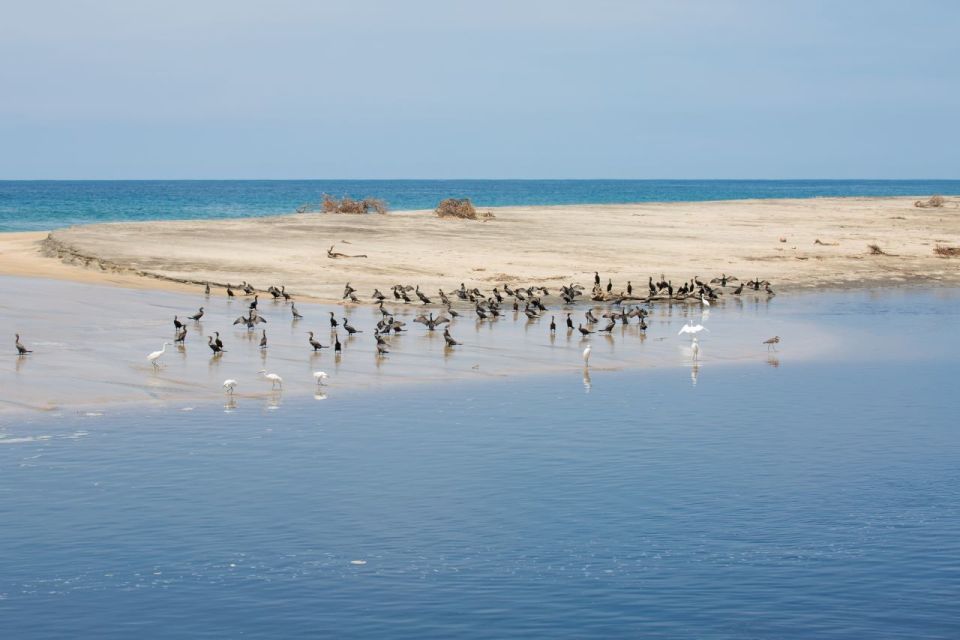 Huatulco: Crocodile & Turtle Ecotour - Guided Experience