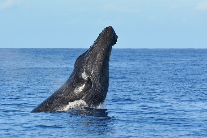 Humpback Whale Sanctuary Guided Boat Tour From Kawaihae Harbor  - Big Island of Hawaii - Inclusions and Services Provided