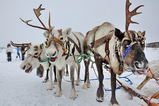 Husky and Reindeer Sledding Ride in Levi - Cancellation Policy Information