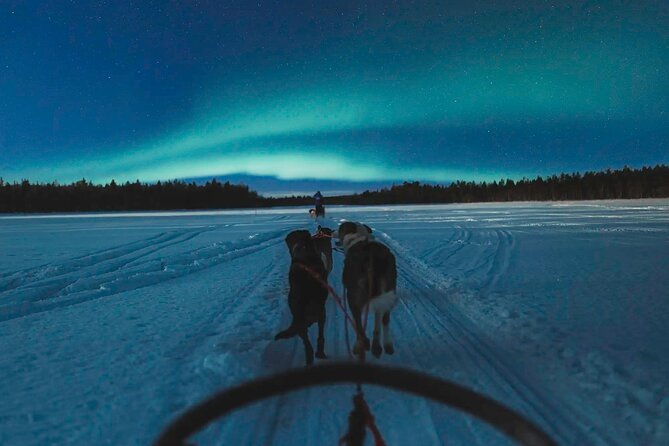 Husky Dogsledding and Northern Lights Excursion  - Rovaniemi - Return to Meeting Point at Activity End