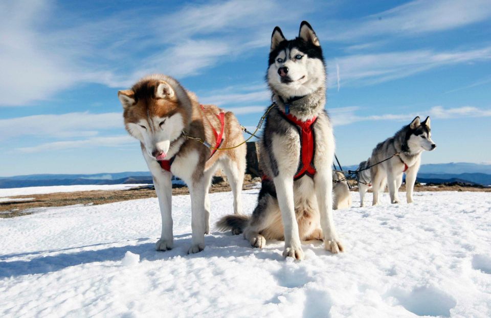 Husky Safari 1 Hour (10 Km) Small-Group Mushing Experience - Inclusions and Highlights