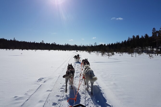 Husky Safari From Levi 2 KM or 5 KM With Husky Sledge Ride - Important Information
