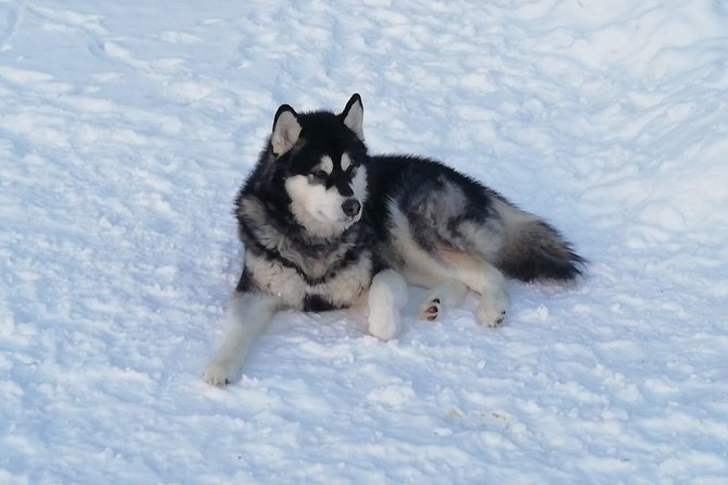 Husky Safari - Scenic Trail Routes